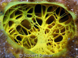 Sponge of Boynton Beach Florida. by Robert Palmer 